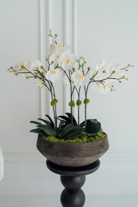 XL Orchids in Rustic Vase