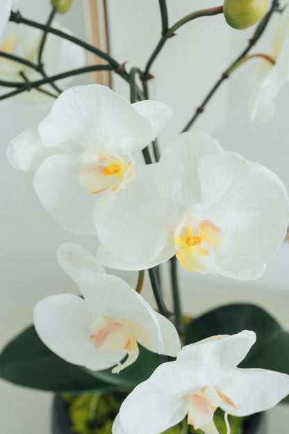 White Orchids in Dark Gray Cement Vase