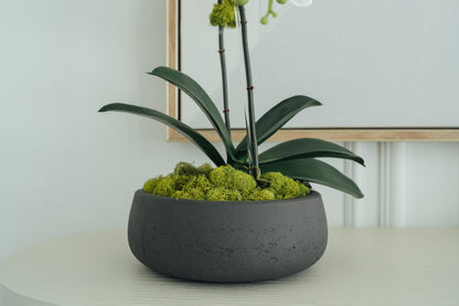 White Orchids in Dark Gray Cement Vase