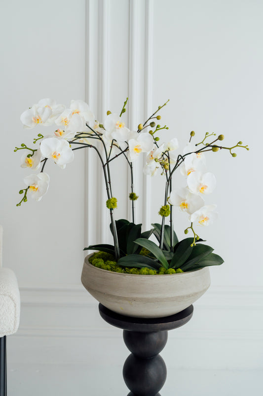 XL Orchids in Cement Vase