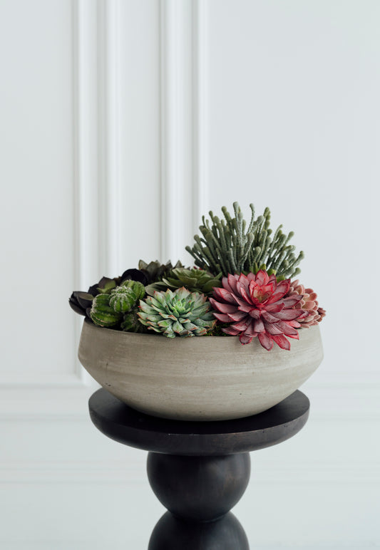 Succulents in Cement Vase