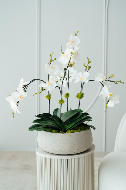 Orchids in Medium Cement Vase