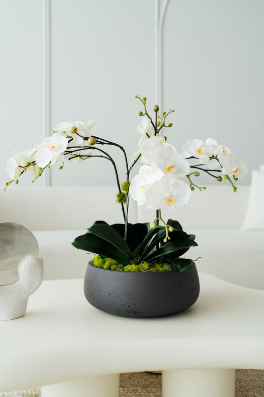 Orchids in Medium Dark Gray Vase