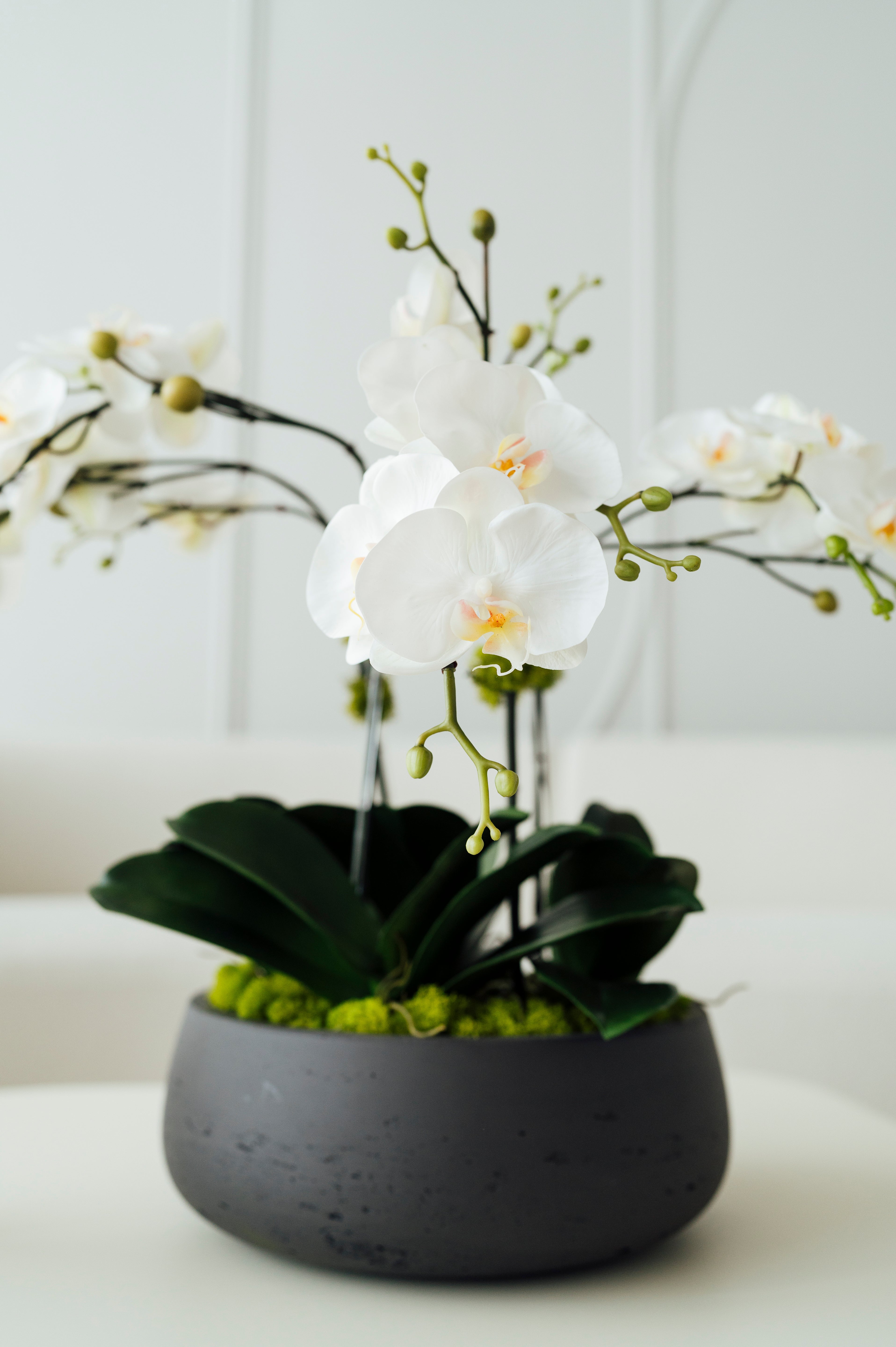 Orchids in Medium Dark Gray Vase